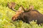 USA, Wyoming, Medicine Bow National Forest. Close-up of bull moose feeding in vegetation. Art Print